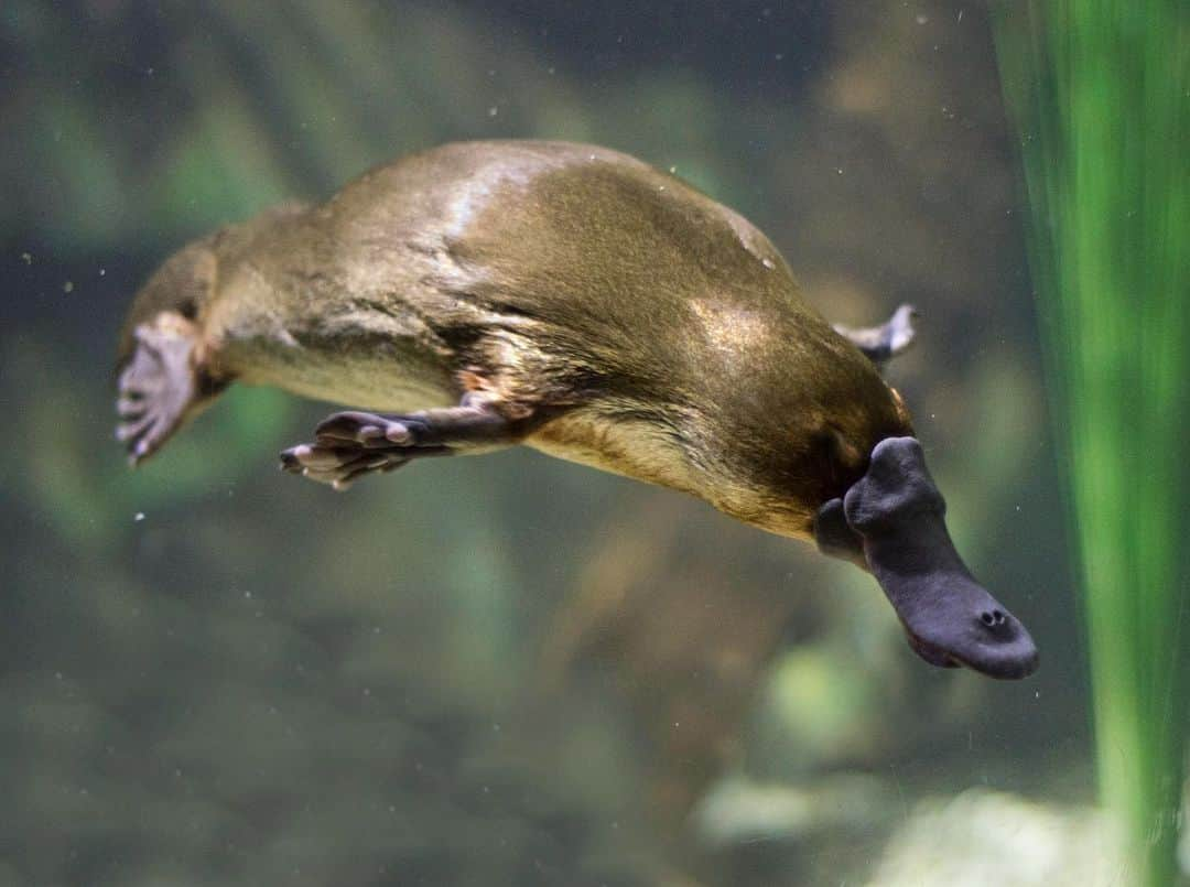 タロンガ動物園のインスタグラム