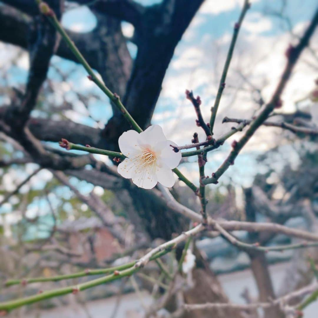 トリンドル玲奈さんのインスタグラム写真 - (トリンドル玲奈Instagram)「なんとも言えない 良い香りでした🧡  癒された。  #梅の花」2月2日 16時24分 - toritori0123