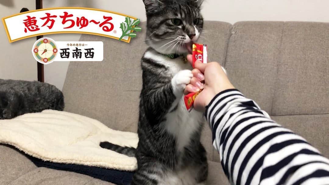 いなば CIAOちゅ～るのインスタグラム