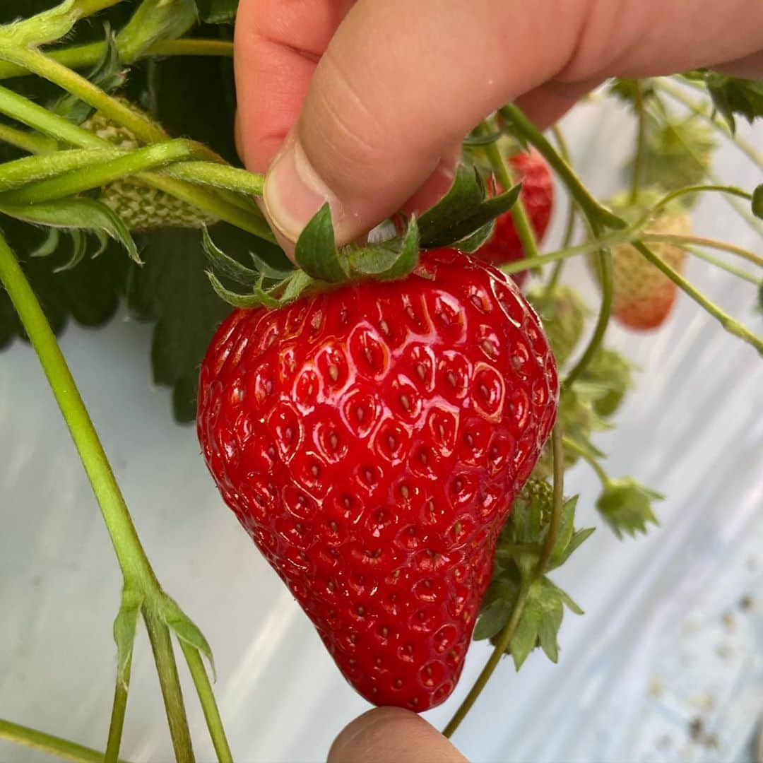 矢沢心さんのインスタグラム写真 - (矢沢心Instagram)「昨日は 大好きな いちご狩りへ行ってきました🍓 息子もいちごが大好きでたくさん食べて大満足❤️ ※お腹の心配をしましたがくださすことなく大丈夫でした 甘くてジューシーで 子どもたちが楽しそうで私たち夫婦も嬉しかったです⭐️ お天気が良くて気持ちよく 子どもたちが走りまわる姿が大好きです❤️ #いちご狩り #魔裟斗family #矢沢心 @masato.official」2月2日 17時12分 - yazawashin.official