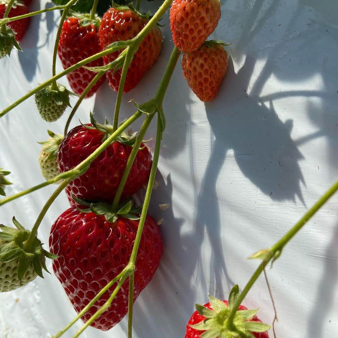 矢沢心さんのインスタグラム写真 - (矢沢心Instagram)「昨日は 大好きな いちご狩りへ行ってきました🍓 息子もいちごが大好きでたくさん食べて大満足❤️ ※お腹の心配をしましたがくださすことなく大丈夫でした 甘くてジューシーで 子どもたちが楽しそうで私たち夫婦も嬉しかったです⭐️ お天気が良くて気持ちよく 子どもたちが走りまわる姿が大好きです❤️ #いちご狩り #魔裟斗family #矢沢心 @masato.official」2月2日 17時12分 - yazawashin.official