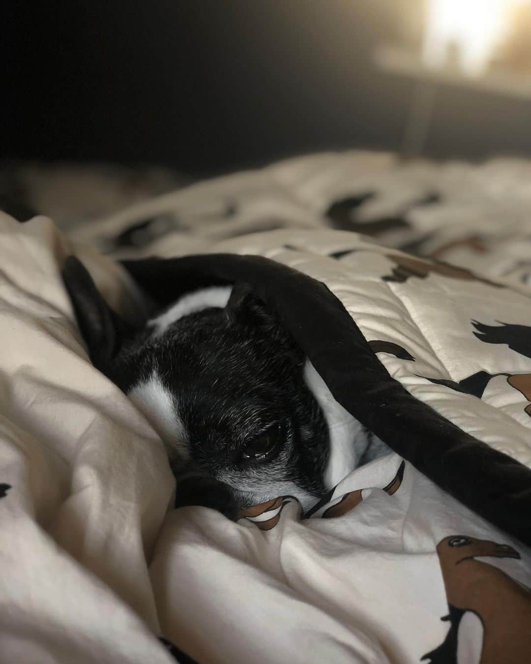 shin1ohnoさんのインスタグラム写真 - (shin1ohnoInstagram)「#bostonterrier #😴」2月2日 17時13分 - shin1ohno