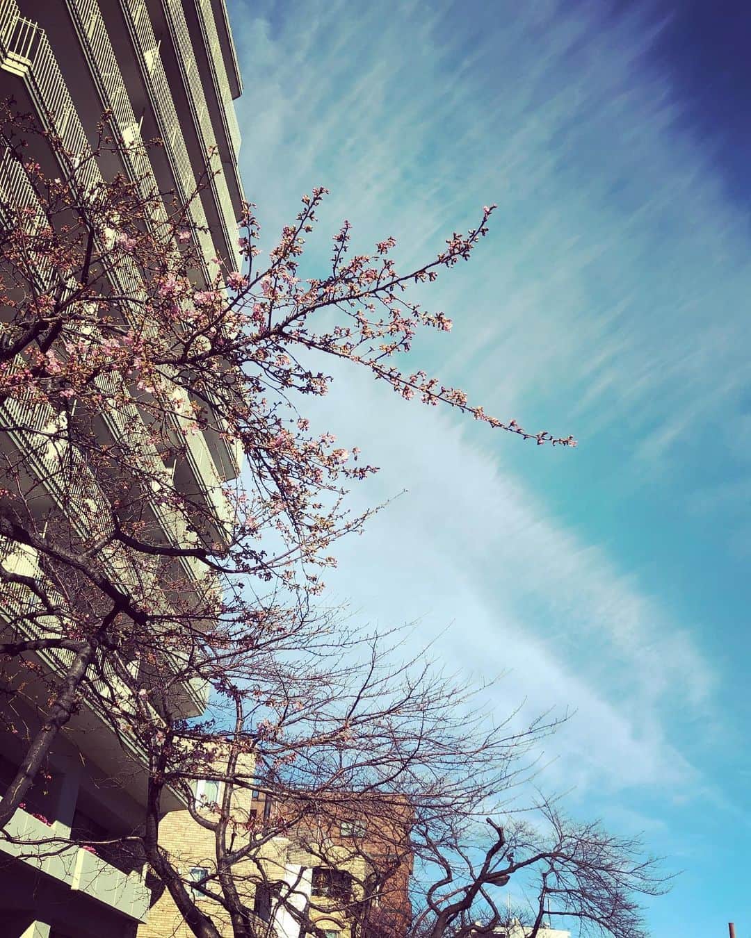 本間憲のインスタグラム：「咲いてる🌸２月２日😱  #桜 #開花 #cherryblossom #暖冬 #狂い咲き #globalwarming」