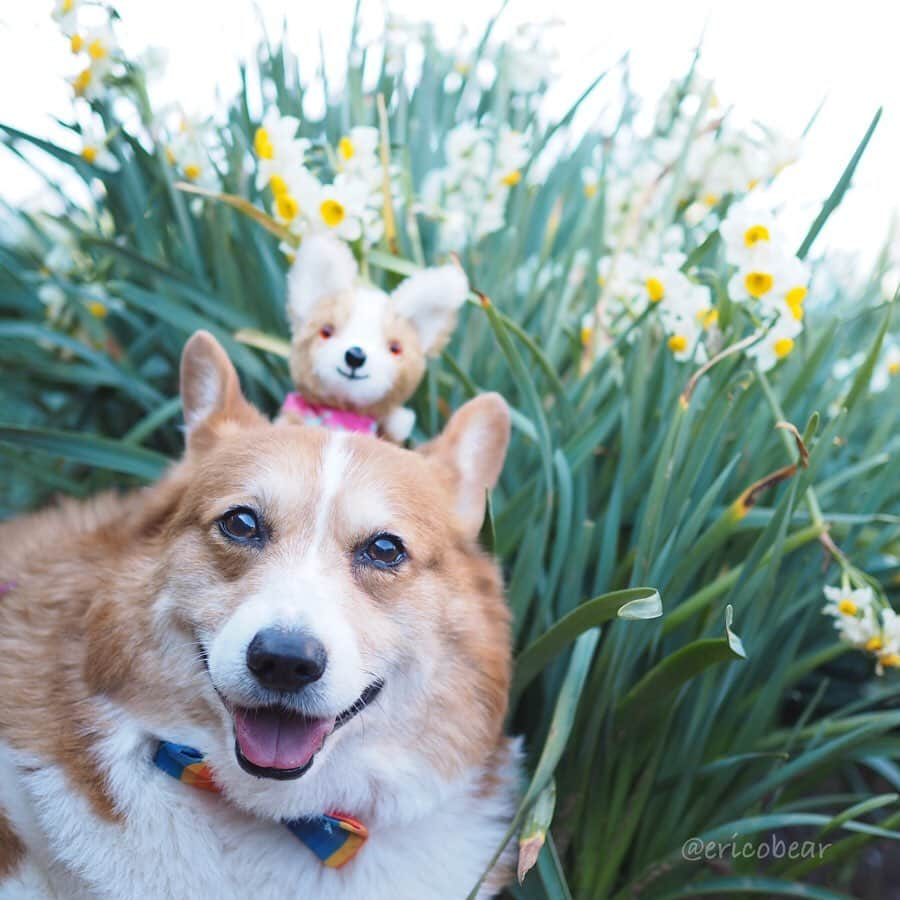 ericoさんのインスタグラム写真 - (ericoInstagram)「✩ ✩ コーギーを散歩させるコーギーな件 ✩ A small corgi walks a large corgi.😹✨ ✩ ポケッタブルなサイズ感のテディコーギーを作りたくて、試行錯誤 何度も作り直し、やっと出来上がったので早速力丸とお散歩してきました♪♪ ✩ #日本水仙花開道 #双海町 #下灘 #teddycorgi #stuffedanimalsofinstagram #stuffedanimal #ericobear #ぬいぐるみ  #それいけ力丸くん #コーギー  #犬のいる暮らし#pembrokewelshcorgi  #corgistagram #barked #dogsofinstagram #buzzfeed #corgisofinstagram  #dailyfluff #9gag #weeklyfluff #dogstagram」2月2日 17時35分 - ericobear