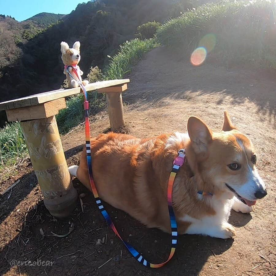 ericoさんのインスタグラム写真 - (ericoInstagram)「✩ ✩ コーギーを散歩させるコーギーな件 ✩ A small corgi walks a large corgi.😹✨ ✩ ポケッタブルなサイズ感のテディコーギーを作りたくて、試行錯誤 何度も作り直し、やっと出来上がったので早速力丸とお散歩してきました♪♪ ✩ #日本水仙花開道 #双海町 #下灘 #teddycorgi #stuffedanimalsofinstagram #stuffedanimal #ericobear #ぬいぐるみ  #それいけ力丸くん #コーギー  #犬のいる暮らし#pembrokewelshcorgi  #corgistagram #barked #dogsofinstagram #buzzfeed #corgisofinstagram  #dailyfluff #9gag #weeklyfluff #dogstagram」2月2日 17時35分 - ericobear