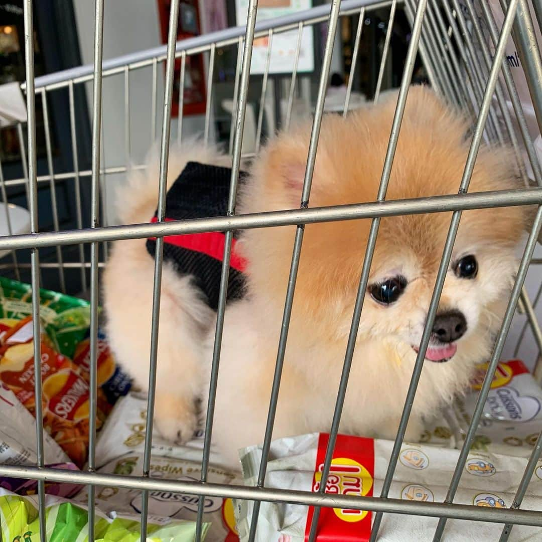 Ella Chuffyさんのインスタグラム写真 - (Ella ChuffyInstagram)「Shopping shopping shopping~~~ 🛒 . . . . . . . . . #ellachuffy #pet #petstagram #pomeranianpage #pomeraniansofinstagram #teacuppoms #cutedogs #pomeranian_lovers #pomeranianlife #pomeranianworld #teddybeardog #pomeranian #puppylove #aplacetolovedogs #dogoftheday #justpomeranians #fluffypack #dogoftheday #anmlsposts #thedailypompom #picoftheday #iflmdog #犬 #狗 #everydaydoglover  #pomeranianww #justpomeranians #bridgetdoodlesdogs #pomeranian_moments」2月2日 17時36分 - missdiad