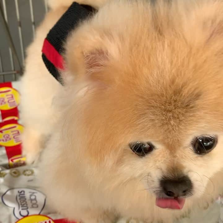 Ella Chuffyのインスタグラム：「Shopping shopping shopping~~~ 🛒 . . . . . . . . . #ellachuffy #pet #petstagram #pomeranianpage #pomeraniansofinstagram #teacuppoms #cutedogs #pomeranian_lovers #pomeranianlife #pomeranianworld #teddybeardog #pomeranian #puppylove #aplacetolovedogs #dogoftheday #justpomeranians #fluffypack #dogoftheday #anmlsposts #thedailypompom #picoftheday #iflmdog #犬 #狗 #everydaydoglover  #pomeranianww #justpomeranians #bridgetdoodlesdogs #pomeranian_moments」