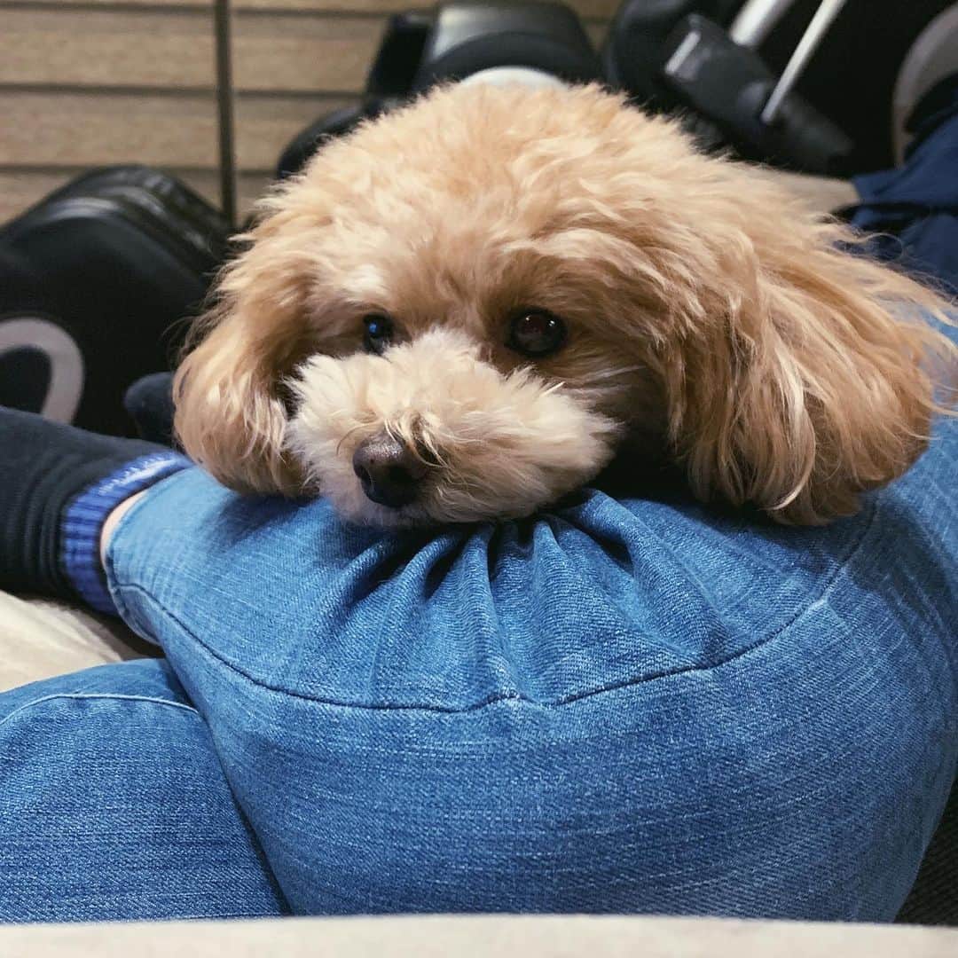 野村明日香のインスタグラム：「﻿ ﻿ てんと♥︎⍤⃝﻿ ﻿ ﻿」