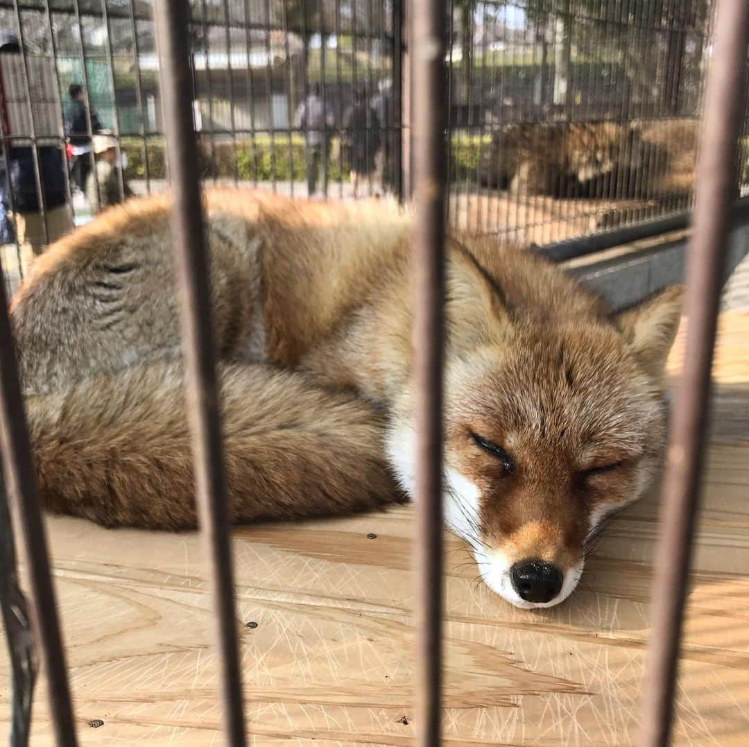 柴犬はなこ Shibainu Hanakoさんのインスタグラム写真 - (柴犬はなこ Shibainu HanakoInstagram)「おや、はなっぺ？🤔 いえいえキツネさんでした🦊動物と距離が近すぎる鳥類センター🦜🦉🦆🦚🦅🦃🐓　クジャクは今まで見たことないくらいの数😆しかもすごく手入れされててみんな綺麗。病気のコはほとんどいなかった✨素敵な所でした🍀　ちなみに最後の写真は、世界一危険な鳥「ヒクイドリ」カッチョ良い！」2月2日 18時24分 - kiki_beee