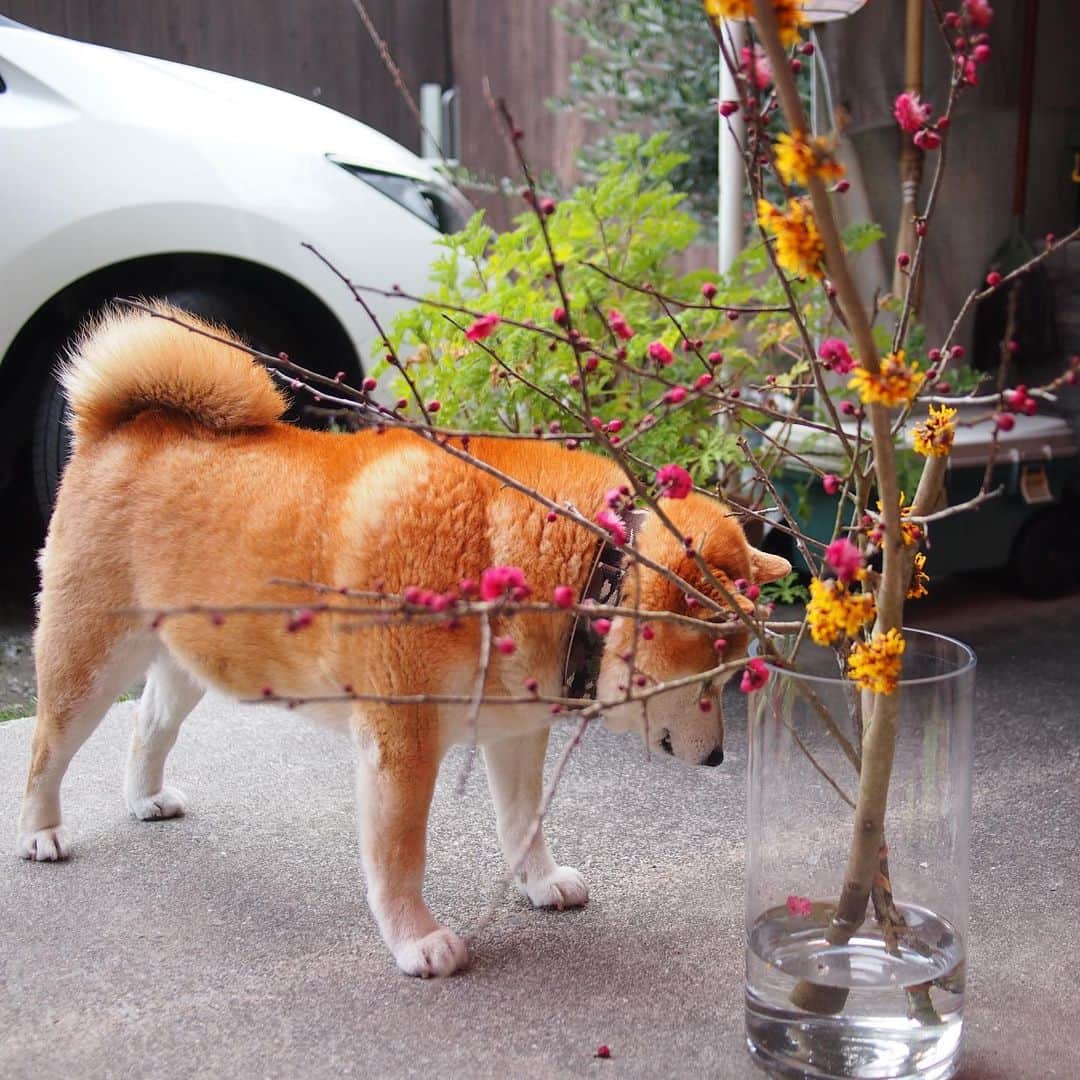 柴犬 たろさんのインスタグラム写真 - (柴犬 たろInstagram)「*. お花と僕🌸🐻 (￣･･￣) 1本180円だったって 嬉しそうにカメラ持ってきたから👩‍🦱 モデルになってあげたよ🐖🌸 ボクは少し食べてみたんだ🐻 この黄色やつは、名前もわからないんだって🐖  花瓶が一個しかないから、無理やり2本詰め込んでたよ😝 相変わらず、雑なオバサンだよ👍 ( ๑❛ᴗ❛๑ ) ✩⡱ #春がくるだしん🌸🐝🍃 #shibainu #柴犬 #japanesedog」2月2日 20時53分 - tarochantarochan