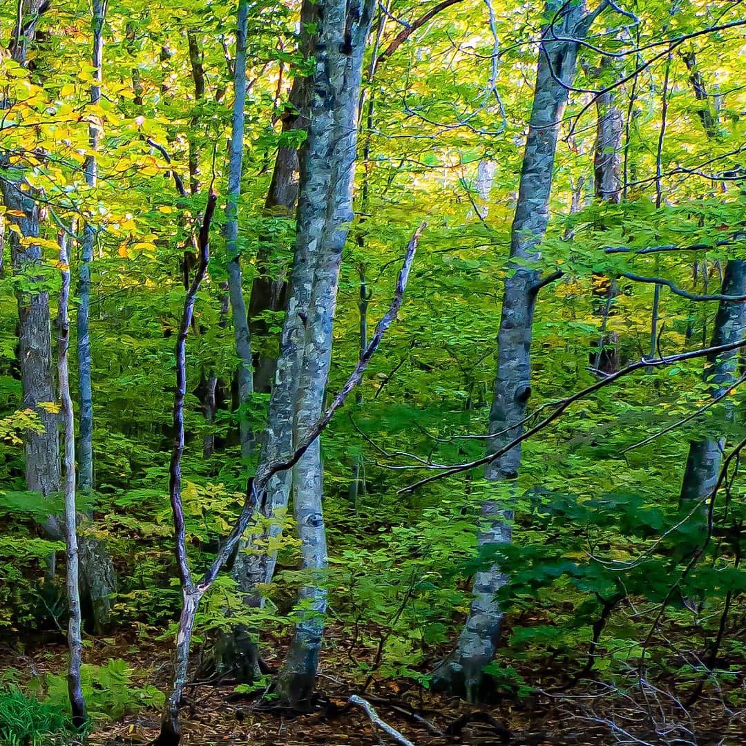 tomohiro koshikaのグルメインスタ