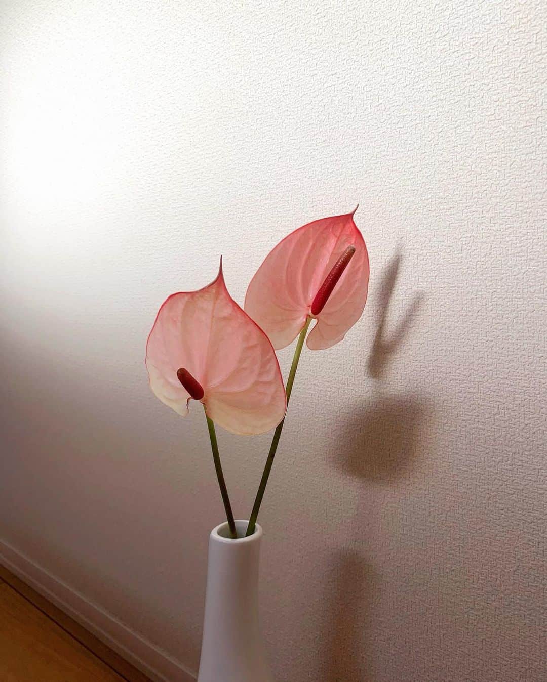 佐藤涼実さんのインスタグラム写真 - (佐藤涼実Instagram)「淡いピンクのアンスリウム。﻿ お花を買うと部屋を綺麗に維持したくなるからという理由で定期的に買います。﻿ ダラけた自分に喝を入れるため💪﻿ ﻿ シンビジウムやファレノを一輪挿しするのも好き♡﻿」2月2日 21時26分 - suzumi_sato