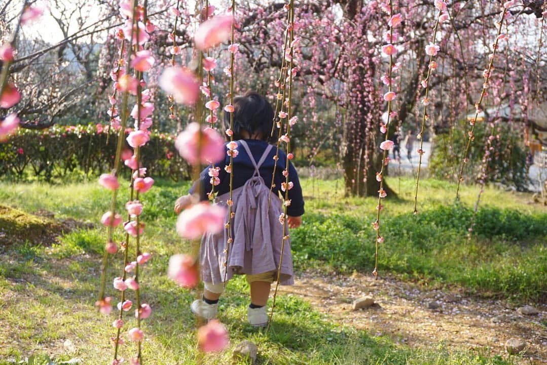 櫻本茉朋さんのインスタグラム写真 - (櫻本茉朋Instagram)「南楽園、梅が5分咲きで綺麗でした✨﻿ 特にしだれ梅がかわいかったなぁ…💕﻿ ﻿ #南楽園﻿ #梅﻿ #愛媛﻿ #カメラ上手になりたい﻿ #カメラ女子」2月2日 21時27分 - mahou_sakuramoto