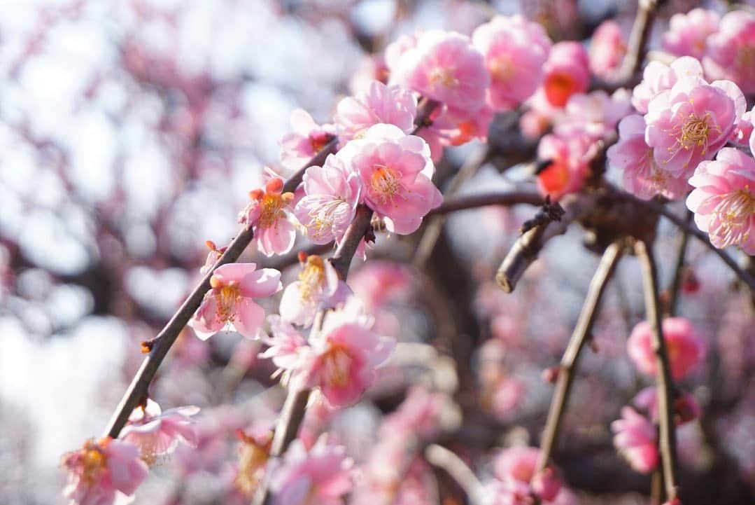 櫻本茉朋のインスタグラム：「南楽園、梅が5分咲きで綺麗でした✨﻿ 特にしだれ梅がかわいかったなぁ…💕﻿ ﻿ #南楽園﻿ #梅﻿ #愛媛﻿ #カメラ上手になりたい﻿ #カメラ女子」