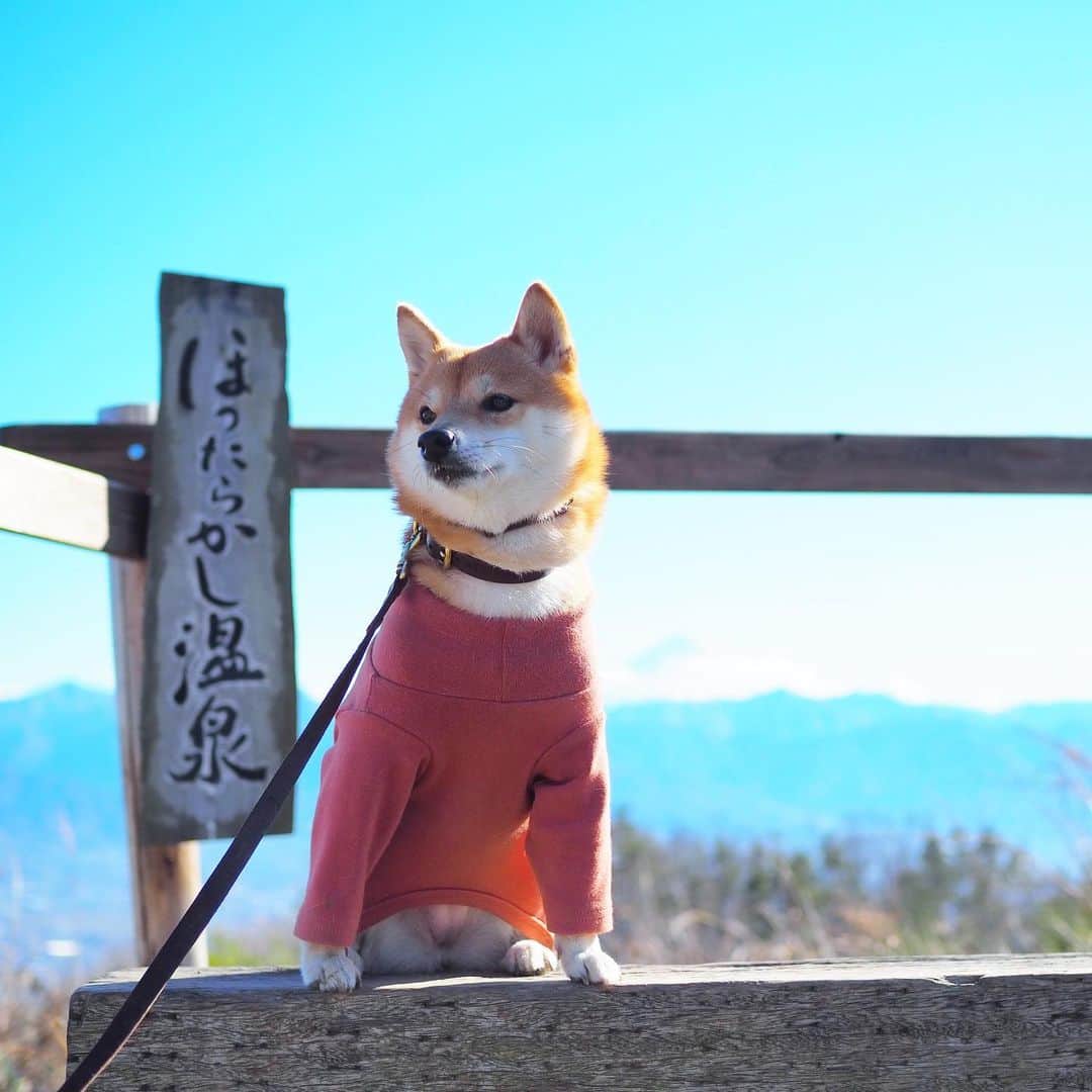 豆柴にこちゃんのインスタグラム