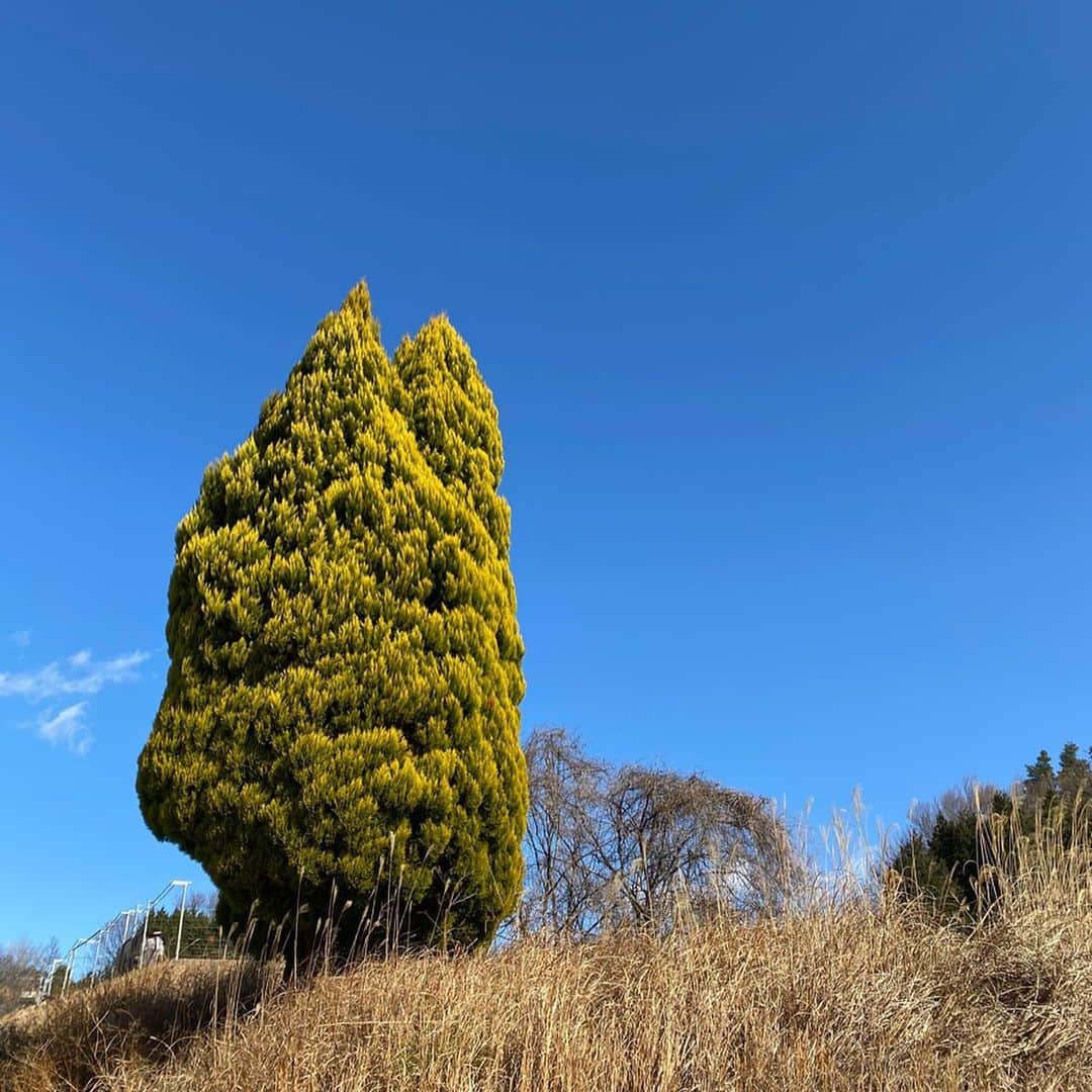 萩原亜咲のインスタグラム：「今年もう1ヶ月以上過ぎてしまった。 なんてこった。 2019年は人生3本の指に入る大きな年だったかな。衝撃がデカすぎた。 妊娠と出産と育児とクライミング復帰と… 半年自分のカラダと戦ってわかったのは"戻す"のをイメージしていたけど、ぶっ壊れたのを"作り直す"が正しいらしい。 じっくり時間をかけて今年はもう少し楽しく登れるカラダをつくるんだ。 娘には母として人として、とても大きく強く成長させられたなと思っている。 成長がのんびりなんて言われているけど私にとってはそれでも早く感じるし、杷杜じゃなかったら速すぎてついていけてないかも(笑) ・ 木の写真。 年末行った山梨にあった大きな木。 色合いと形と大きさと、空に伸びてく感じがとってもお気に入り。 ・ 7ヶ月になった杷杜さん。 寝返りマスター。 しかし寝返り返りが出来ない。 うつ伏せになり助けを呼びひっくり返す。 を、永遠と一日繰り返してる。 2回食始まって非常にめんどくさい。 おせんべは自分で持って食べる。 よく笑ってとてもかわいい。 ・ ウィスキーズ残すところ3月の年度最終戦のみに。 今年度はいっぱいあったね。 今シーズンお気に入りの一枚。 3月も盛り上げるぞーーーーー！！！」