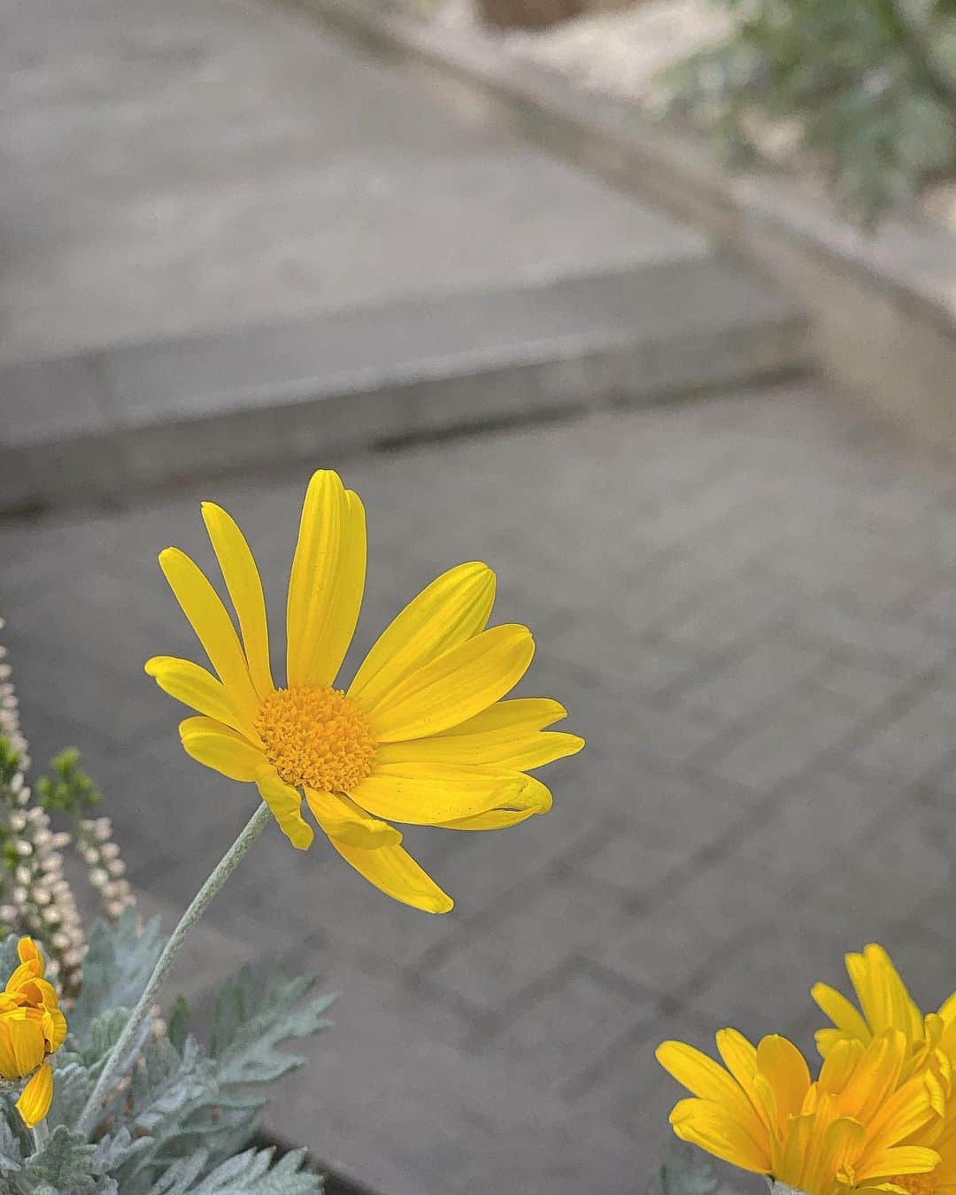 松崎莉沙さんのインスタグラム写真 - (松崎莉沙Instagram)「とってもお気に入りフォト🌼 #flower #photo #flowerstagram #yellow #portrait #iPhone」2月2日 22時32分 - risadegozaimasu