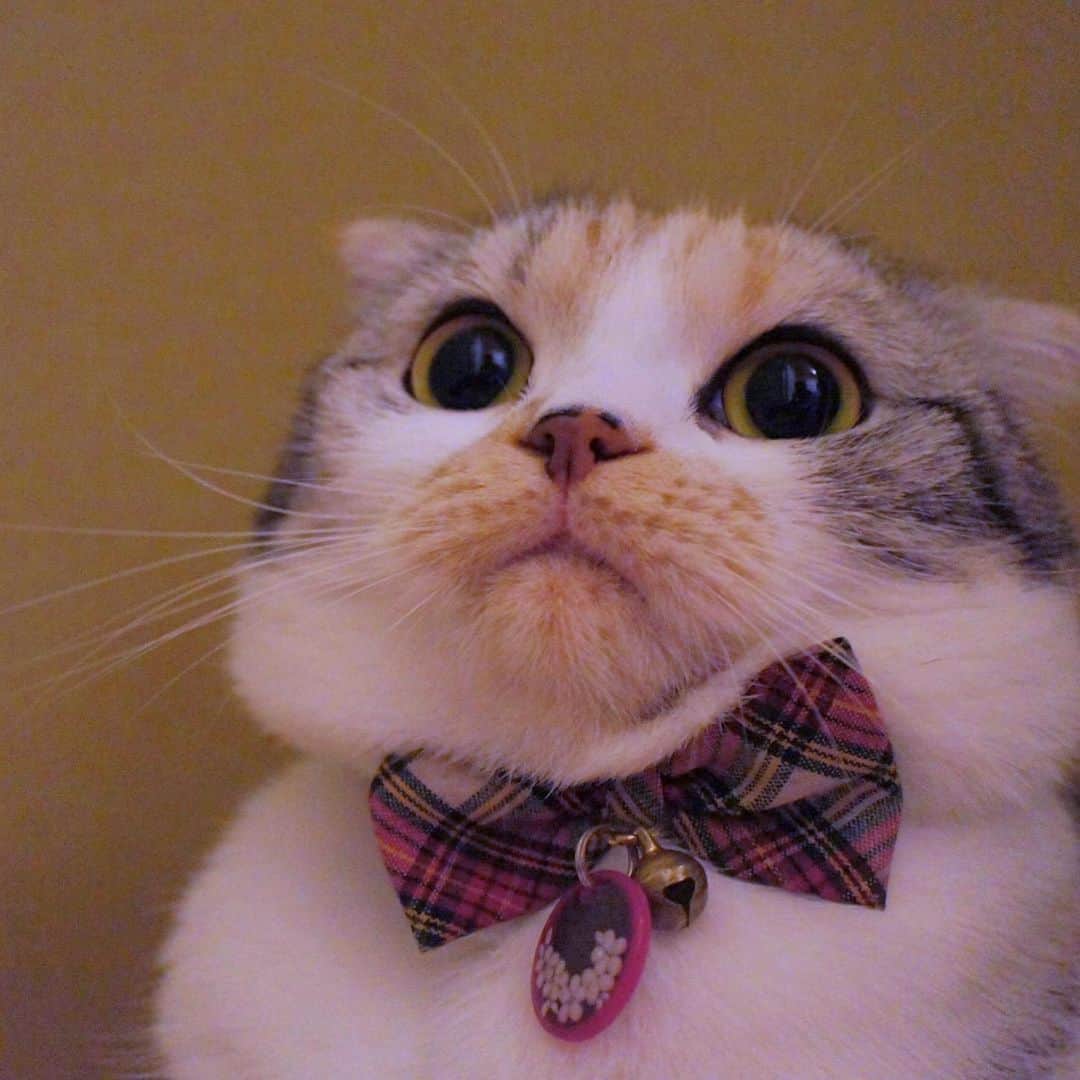 takegaeruさんのインスタグラム写真 - (takegaeruInstagram)「おやすみにゃさい♬ #goodnight  #cat #scottishfold #猫 #スコティッシュフォールド #三毛スコ友の会」2月2日 22時58分 - takegaeru