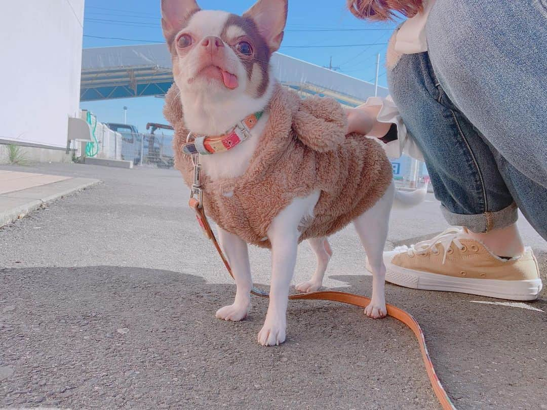 平野友里（ゆり丸）さんのインスタグラム写真 - (平野友里（ゆり丸）Instagram)「🐶 愛犬のピヨちゃん🍪🤍 かわいいかわいいピヨ丸🐥 くまちゃんのお洋服が似合い すぎて可愛すぎて涙ちょちょぎれおばさんだよ🥺💓 ・ ・ ・  ピヨはおっとりさんで、 すっごく甘えんぼさんで 本当にやさしい子なの🤍 噛まれたことない☺️ 宝物ちゃん✨ ・ ・ ・ ・  #愛犬　#愛犬との暮らし #愛犬とお出かけ #愛犬家 #愛犬🐶 #スムチー　#スムースチワワ #スムースコートチワワ #チワワ　#チワワ大好き #チワワのいる暮らし #チワワ部#チワワちゃん #チワワ服 #チワワlove #インスタ映え　#フォトジェニック　#かわいい　#宝物」2月2日 23時03分 - yurimaruchan___