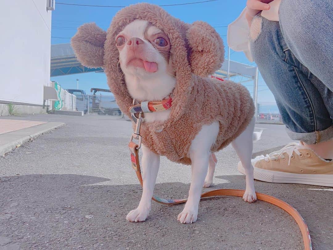 平野友里（ゆり丸）さんのインスタグラム写真 - (平野友里（ゆり丸）Instagram)「🐶 愛犬のピヨちゃん🍪🤍 かわいいかわいいピヨ丸🐥 くまちゃんのお洋服が似合い すぎて可愛すぎて涙ちょちょぎれおばさんだよ🥺💓 ・ ・ ・  ピヨはおっとりさんで、 すっごく甘えんぼさんで 本当にやさしい子なの🤍 噛まれたことない☺️ 宝物ちゃん✨ ・ ・ ・ ・  #愛犬　#愛犬との暮らし #愛犬とお出かけ #愛犬家 #愛犬🐶 #スムチー　#スムースチワワ #スムースコートチワワ #チワワ　#チワワ大好き #チワワのいる暮らし #チワワ部#チワワちゃん #チワワ服 #チワワlove #インスタ映え　#フォトジェニック　#かわいい　#宝物」2月2日 23時03分 - yurimaruchan___