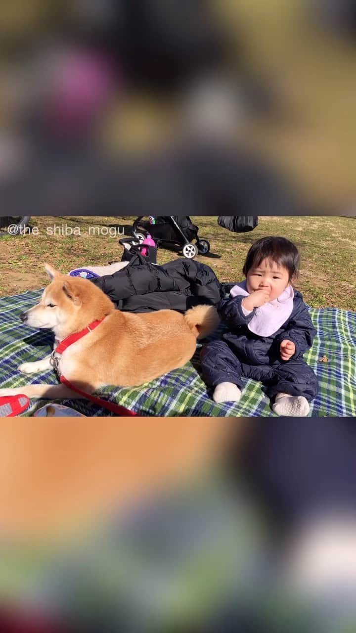 Moguのインスタグラム：「子分達とピクったなの。 picnic #ピクニック #シート引いた瞬間上に乗って動かなくなる柴犬 #いきなり散歩拒否 #珍しい #もぐも年取ったなあ #ばあばに会うたび言われる台詞 #ベビ子分はひたすら食べてる . @the_shiba_mogu  #柴犬 #shibainu #shiba#赤柴 #redshiba#犬 #dog#しばいぬ#nannydog#犬と子供#子供と犬#柴犬と子供#柴#赤ちゃんと犬#犬と赤ちゃん#柴犬と赤ちゃん#赤ちゃんと柴犬#柴犬のいる暮らし#子守犬」