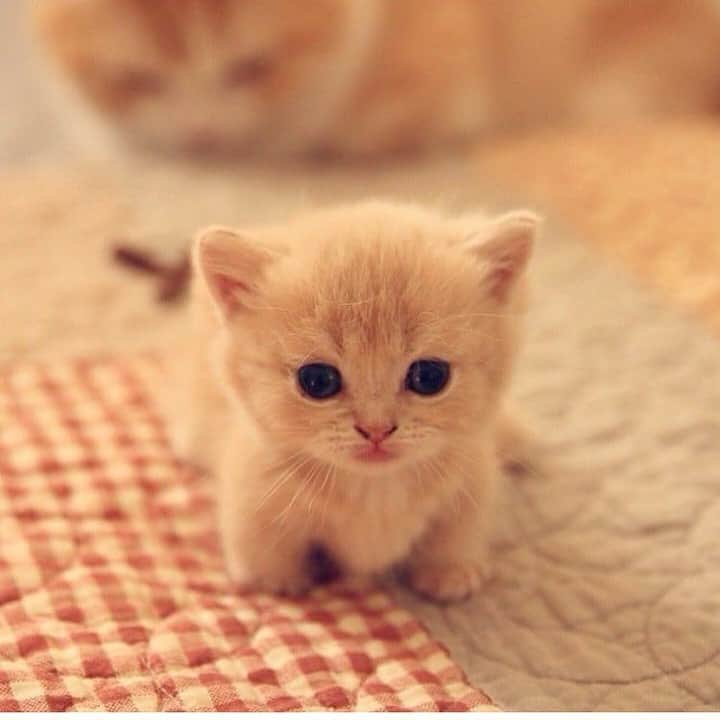 Baby Animalsさんのインスタグラム写真 - (Baby AnimalsInstagram)「Possibly the cutest kitten ever!」2月2日 23時58分 - thebabyanimals