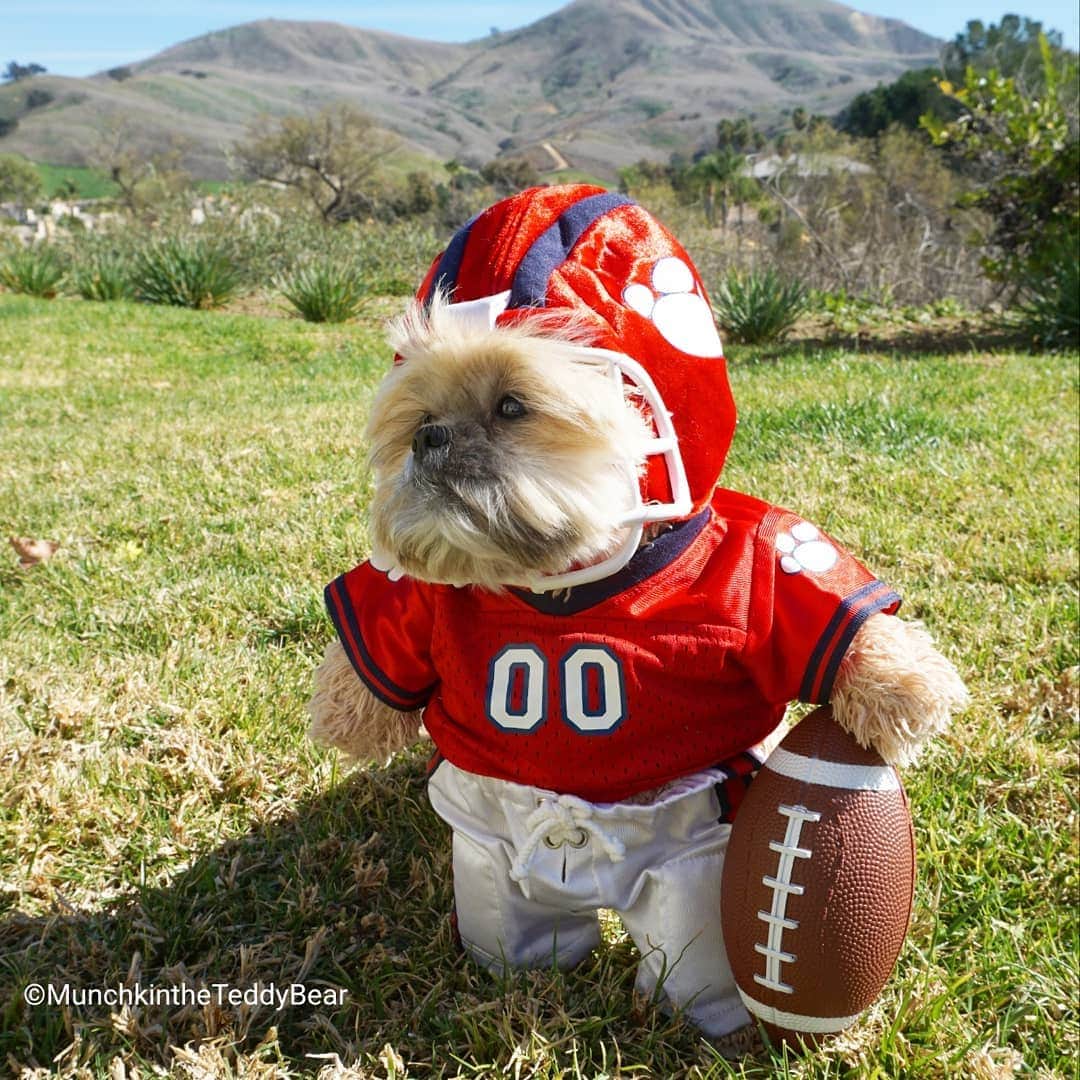 Original Teddy Bear Dogさんのインスタグラム写真 - (Original Teddy Bear DogInstagram)「Who's ready for some football!! 🏈🐶🐻🐾 #SuperBowl」2月3日 5時30分 - munchkintheteddybear