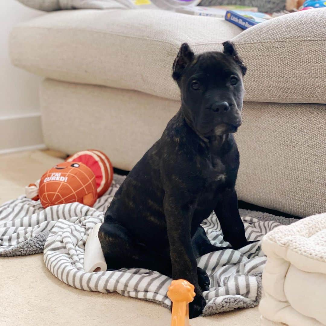 アサ・アキラさんのインスタグラム写真 - (アサ・アキラInstagram)「My ten-week-old puppy is almost as big as my one-year-old human. Plus, she knows how to “sit” and “stay.” Maybe this is a dog account now. @frontline_presa」2月3日 2時29分 - asahole