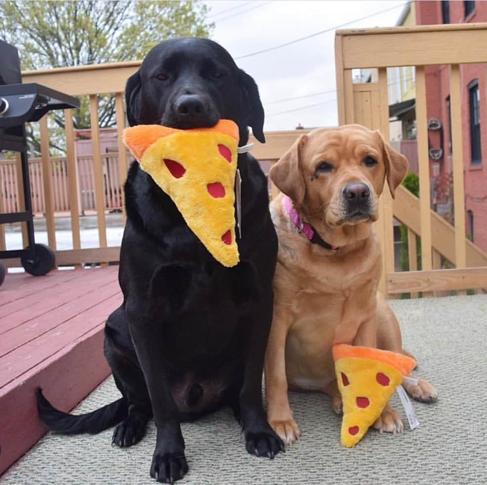 Jake And Gingerさんのインスタグラム写真 - (Jake And GingerInstagram)「Sunday is pizza day ❤️ #labradorretriever #labsofinstagram #dogsofinstagram #for #foryou #foryoupage #furbaby #pizza #pizzatime #pizzalover #pizzahut」2月3日 2時56分 - jake_n_ginger