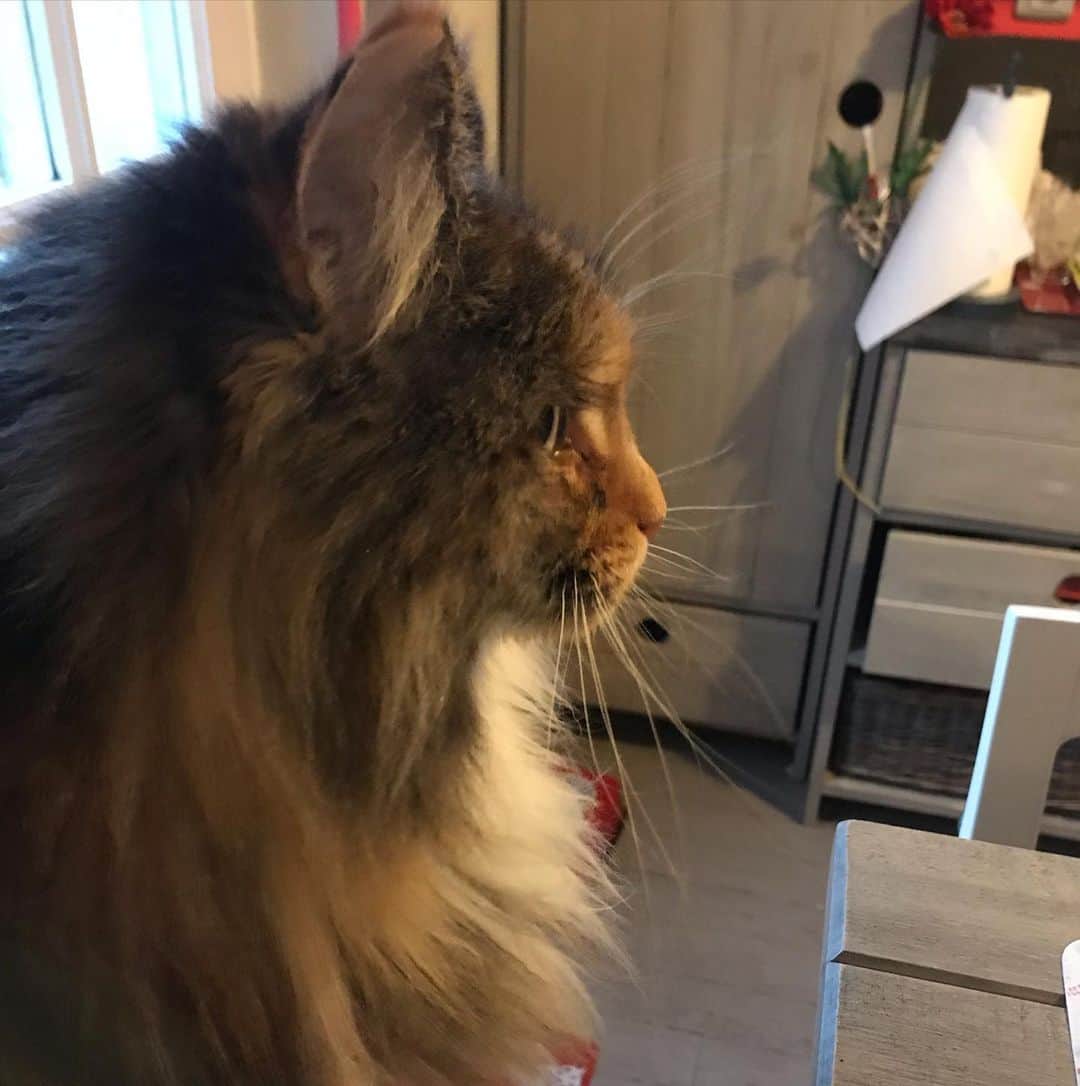 江口寿史のインスタグラム：「アニエスさんちのもう一匹の猫。こいつはちょっとシャイでほとんど出てこない。ちょっとポコに似てる。名前はなんていったか忘れた笑。あ。ジャドだジャド笑」