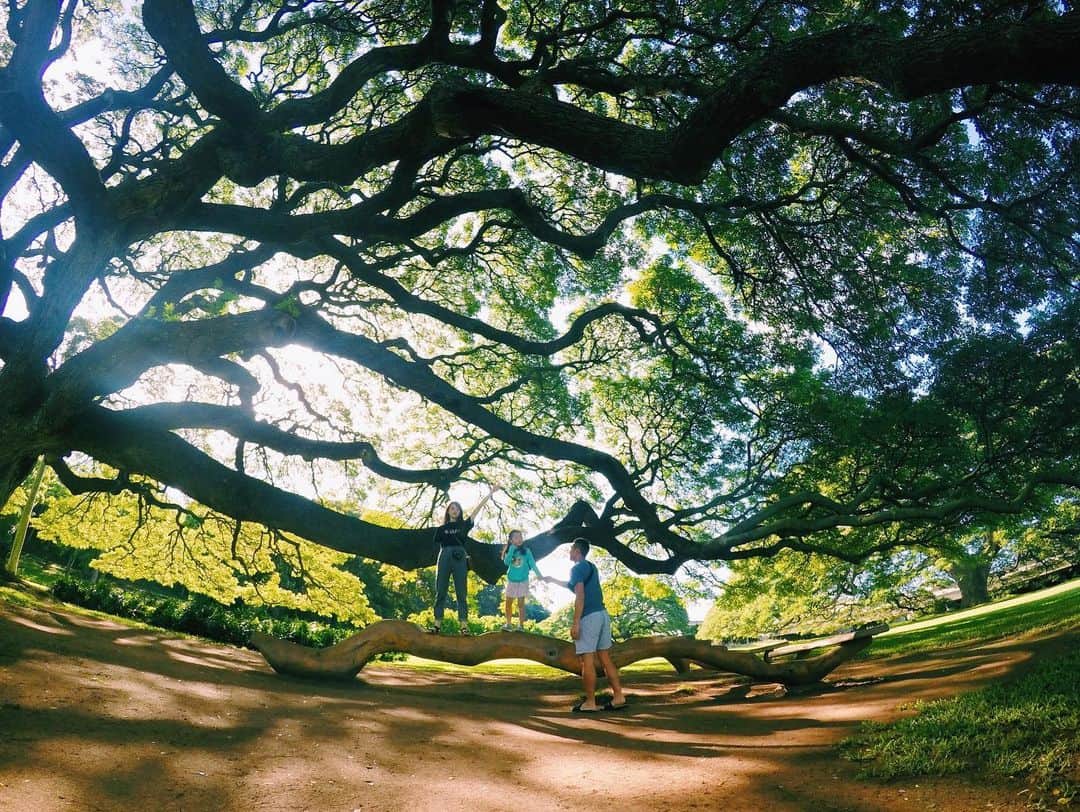 ロジャース里奈さんのインスタグラム写真 - (ロジャース里奈Instagram)「. この木なんの木気になる木🎵 . 10年前ぐらいにいとこに 連れて行ってもらった振りに 行ってみたよー☺️👌 . . 前有料じゃなかった気がする、、笑 . . #moanaluagardens  #この木なんの木気になる木 #モアナルアガーデン」2月3日 14時38分 - rina_rogers613