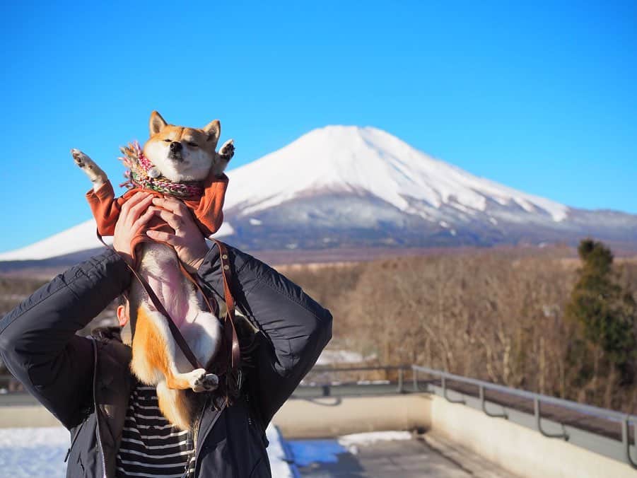 豆柴にこちゃんさんのインスタグラム写真 - (豆柴にこちゃんInstagram)「🐶🗻⛄️ #にこの山梨旅　２日目 . 富士山バンザイ🙌 . 日の出が6:45だったのでそれに合わせて ホテルの屋上のパノラマガーデンで待機🐾 . さすがに朝は寒くてにこも3枚目みたく ガクガクブルブルしてたけど 赤富士を拝むことができました（2枚目）🌞 震えすぎなので途中から服とマフラー着せました😂 . そのあとはホテルのドッグランで雪遊び⛄️ ランは一面、雪❄️😍 . 前の週に降った残りの雪だから 硬くて雪ズボは見られなかったけど にこも楽しそうにテチテチ歩いてた😊 . 氷の塊を投げて遊んだけど こちらに持ってこずに氷をなめがち🧊😂 .  にこのマフラーは　#レカリーノ　のだよ🥰 . #富士山　#赤富士　#山中湖　#mtfuji . #柴犬#豆柴#pecoいぬ部#犬#わんこ#犬#shibainu#dog#mameshiba#pecotv#shiba#しばいぬ#しばけん#こいぬ#シバイヌ#いぬ#イヌ#ペット#日本犬#子犬#pet#시바견#강아지#개#WPE2020フォトグランプリ」2月3日 13時22分 - nikochan.mame48