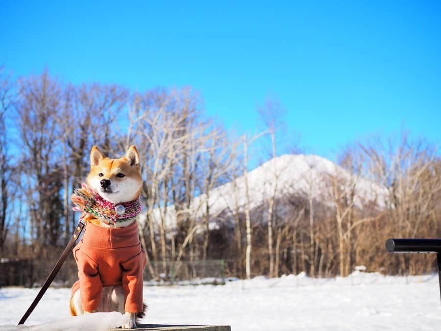 豆柴にこちゃんさんのインスタグラム写真 - (豆柴にこちゃんInstagram)「🐶🗻⛄️ #にこの山梨旅　２日目 . 富士山バンザイ🙌 . 日の出が6:45だったのでそれに合わせて ホテルの屋上のパノラマガーデンで待機🐾 . さすがに朝は寒くてにこも3枚目みたく ガクガクブルブルしてたけど 赤富士を拝むことができました（2枚目）🌞 震えすぎなので途中から服とマフラー着せました😂 . そのあとはホテルのドッグランで雪遊び⛄️ ランは一面、雪❄️😍 . 前の週に降った残りの雪だから 硬くて雪ズボは見られなかったけど にこも楽しそうにテチテチ歩いてた😊 . 氷の塊を投げて遊んだけど こちらに持ってこずに氷をなめがち🧊😂 .  にこのマフラーは　#レカリーノ　のだよ🥰 . #富士山　#赤富士　#山中湖　#mtfuji . #柴犬#豆柴#pecoいぬ部#犬#わんこ#犬#shibainu#dog#mameshiba#pecotv#shiba#しばいぬ#しばけん#こいぬ#シバイヌ#いぬ#イヌ#ペット#日本犬#子犬#pet#시바견#강아지#개#WPE2020フォトグランプリ」2月3日 13時22分 - nikochan.mame48