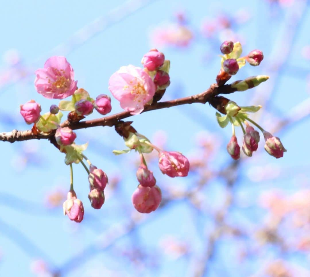 八芳園のインスタグラム