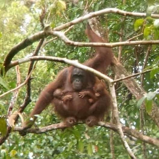 OFI Australiaさんのインスタグラム写真 - (OFI AustraliaInstagram)「So beautiful and such a rarity to see. Mother orangutan with her twins in the wild. Tanjung Puting National Park, Central Kalimantan, Borneo. Photo courtesy of local ecotour guide Iman Zha.  Instagram _____________________________________ 🐒 OFIA Founder: Kobe Steele 💌 kobe@ofiaustralia.com | OFIA Patron and Ambassador: @drbirute @orangutanfoundationintl |  www.orangutanfoundation.org.au 🐒  #orangutan #orphan #rescue #rehabilitate #release #BornToBeWild #Borneo #Indonesia #CampLeakey #orangutans #savetheorangutans #sayNOtopalmoil #palmoil #deforestation #destruction #rainforest #instagood #photooftheday #environment #nature #instanature #endangeredspecies #criticallyendangered #wildlife #orangutanfoundationintl #ofi #drbirute #ofi_australia #ofia #FosterAnOrangutan」2月3日 7時06分 - ofi_australia