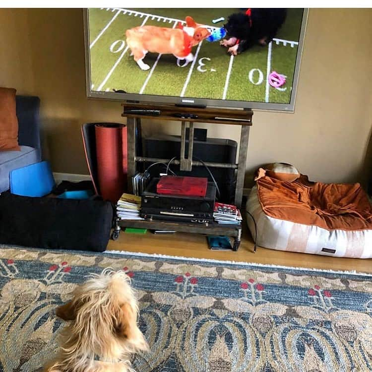 シーマス・デヴァーさんのインスタグラム写真 - (シーマス・デヴァーInstagram)「@izziewinterbottom is glued to the #puppybowl @animalplanet #teamfluff」2月3日 9時01分 - seamuspatrickdever