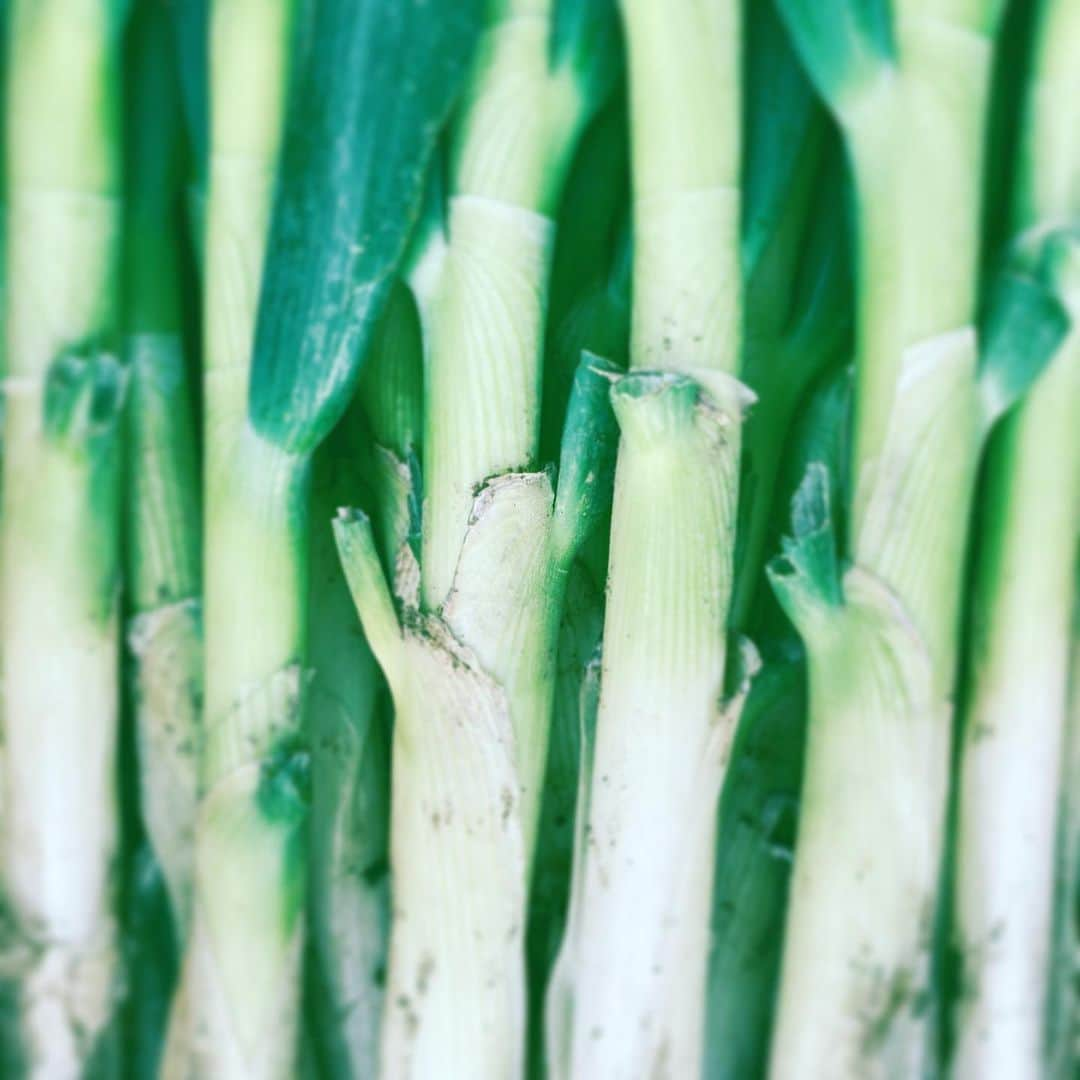 中野敬久さんのインスタグラム写真 - (中野敬久Instagram)「#深谷ねぎ #ねぎ #ありえねぎし #leeks #alot」2月3日 9時08分 - hirohisanakano