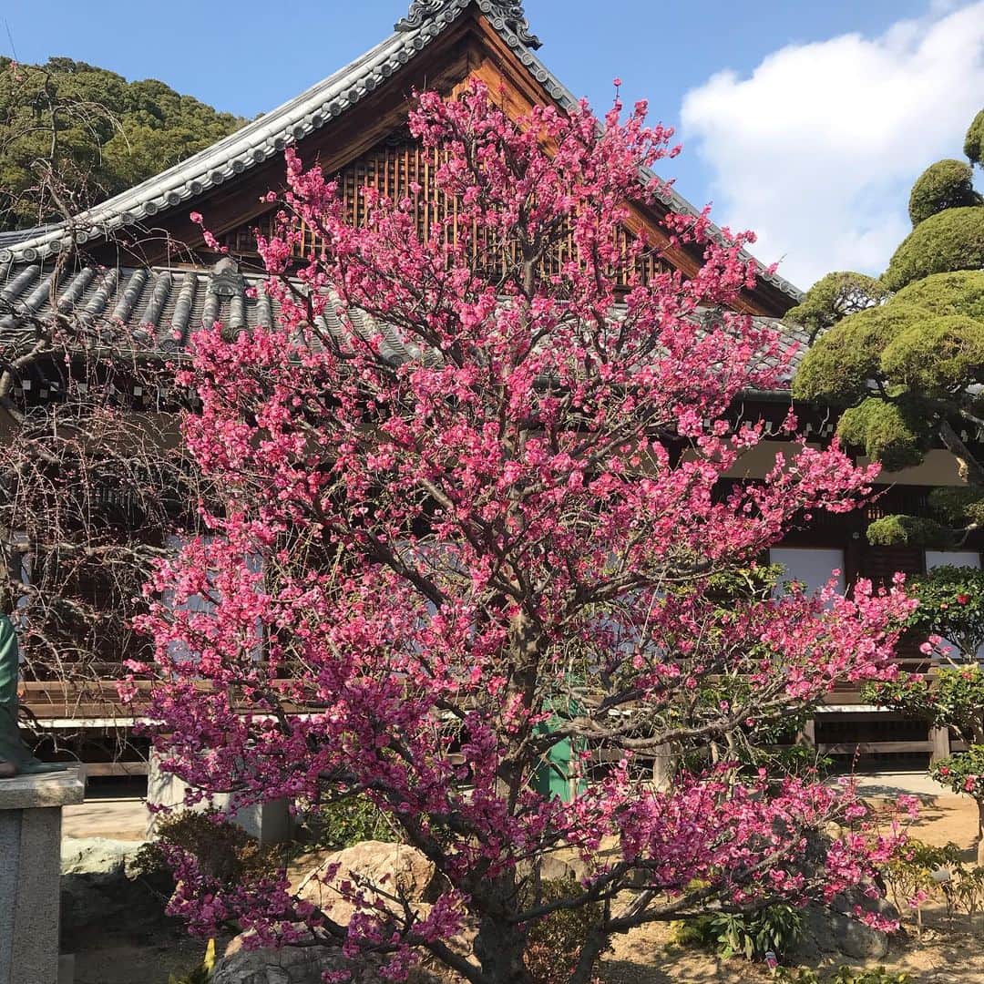 中野耕史のインスタグラム：「#KissFM #4seasons でお話した須磨寺の梅🌸 春を感じる時間を楽しめました😊」