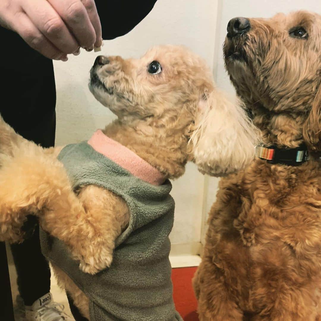 田中康夫のインスタグラム：「赤坂小学校前🏫フラワークリーニングの看板犬🐶GILLと一緒にパチリ🤳 同い年のジルはアタシと違って聞き分けの良いワンワンワンなのよ💝 #doglover🐕」