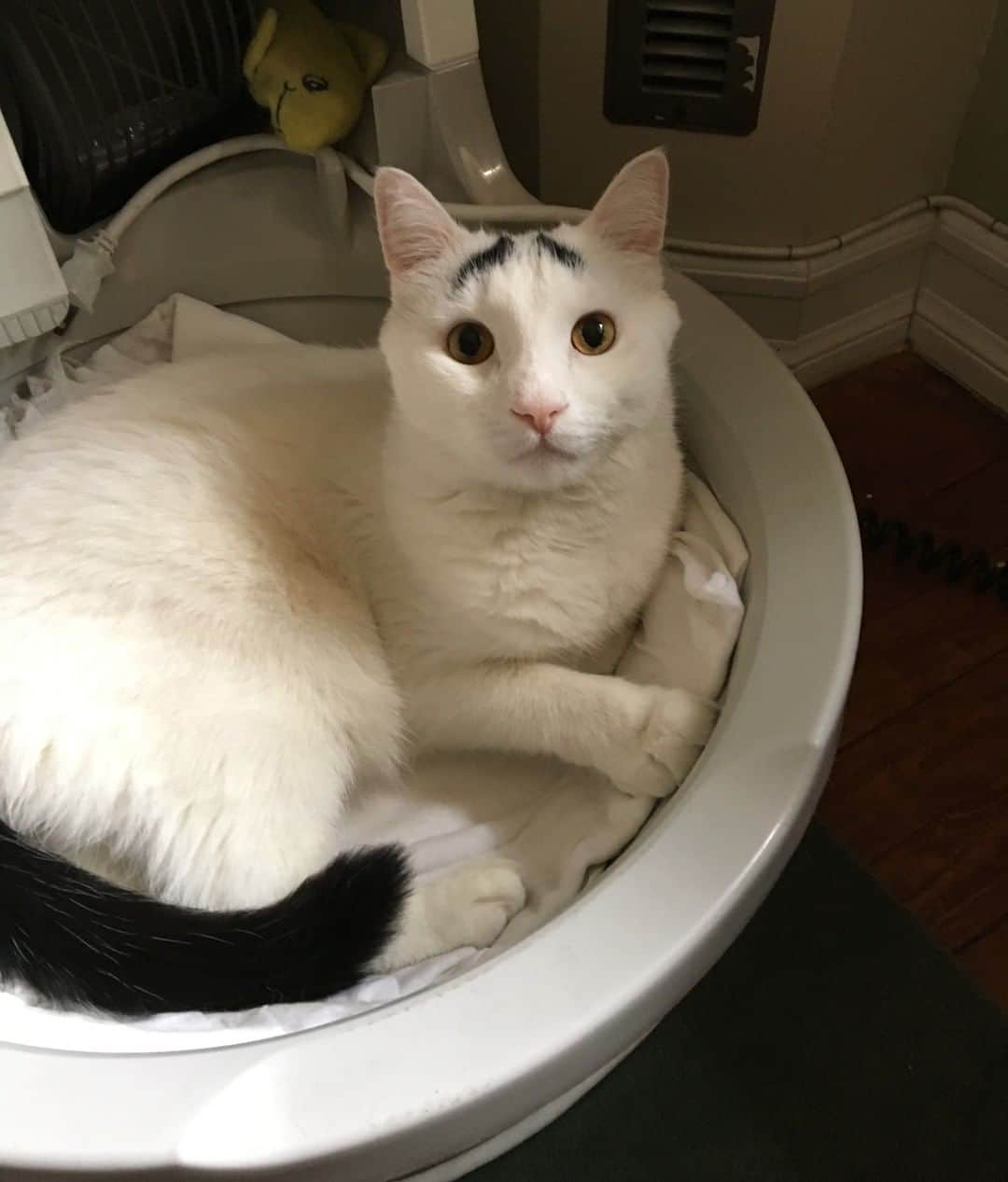 Samのインスタグラム：「Sam will be watching the Big Game from his bowl, which he self-describes as 'super.' ⁠ .⁠ .⁠ .⁠ .⁠ .⁠ .⁠ .⁠ .⁠ .⁠ .⁠ .⁠ .⁠ .⁠ .⁠ .⁠ .⁠ #thebiggame #football #cats #eyebrows #nfl #whosplayingagain」
