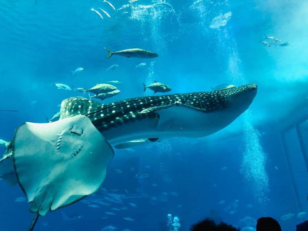 のインスタグラム：「. 美ら海水族館🐟 全てが美しすぎた🥺 何度でも行けるクオリティ 何度でも見れるジンベイザメ🦈 . . . #沖縄 #沖縄旅行 #美ら海水族館 #ジンベイザメ #エイ #aquarium #okinawa #instagood #instalike #followme」