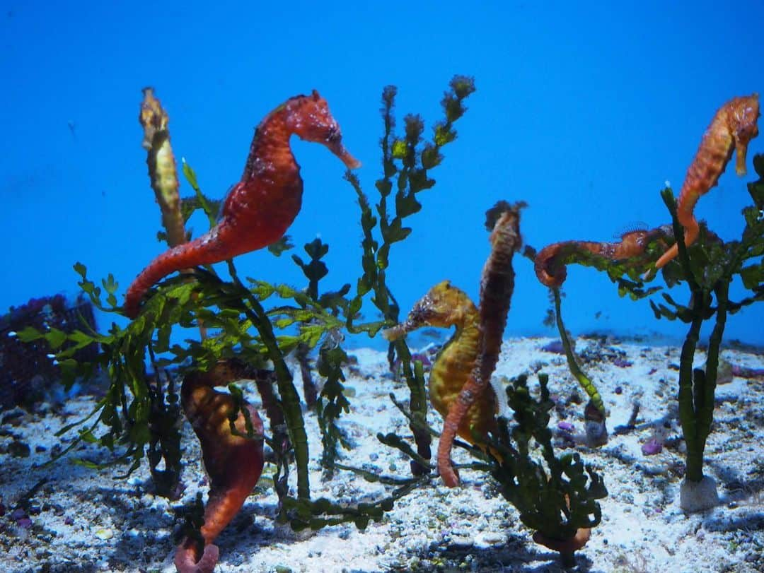 立花このみさんのインスタグラム写真 - (立花このみInstagram)「. 美ら海水族館🐟 全てが美しすぎた🥺 何度でも行けるクオリティ 何度でも見れるジンベイザメ🦈 . . . #沖縄 #沖縄旅行 #美ら海水族館 #ジンベイザメ #エイ #aquarium #okinawa #instagood #instalike #followme」2月3日 10時48分 - avilla_konomi