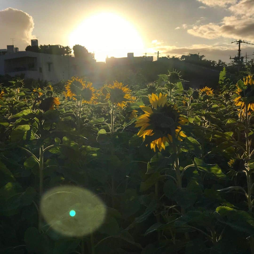 藤代冥砂さんのインスタグラム写真 - (藤代冥砂Instagram)「日の出直後のヒマワリ畑。 南仏？ 早起きは、やはりお得らしい。 大胸筋の筋肉痛ゆえにジョギングではなく、散歩な月曜日。 今週、皆にとって良い週でありますように。  #ひまわり #あさひ #沖縄　#朝の散歩」2月3日 11時35分 - meisafujishiro