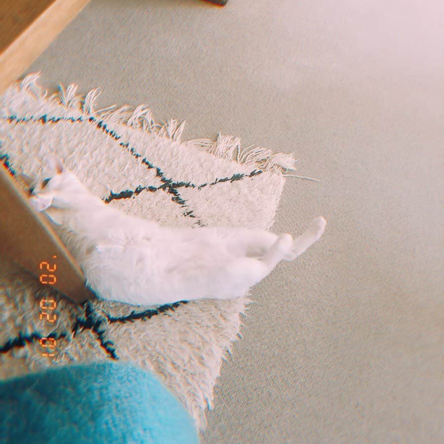 omomuroniさんのインスタグラム写真 - (omomuroniInstagram)「冬ぬこのポテポテ感 💭#nuco_ivy  #動画だよ #うさぎしっぽ  #2枚めはおしゃべりぬこ」2月3日 11時48分 - omomuroni