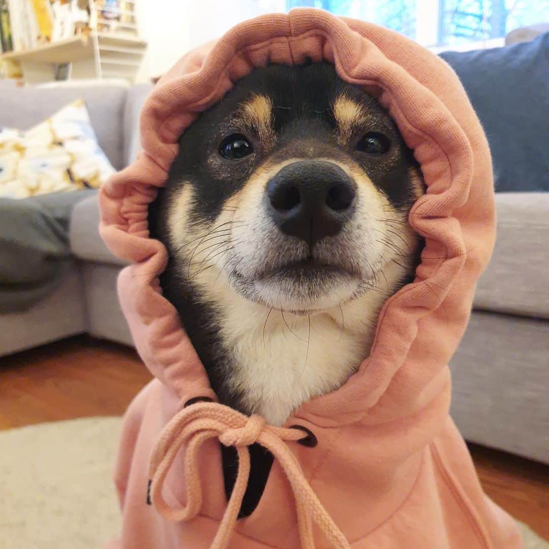 ?Fricko the Shiba Inu?のインスタグラム：「Henlo Henlo hoomans! How are you? 🐾 🐾 🐾 🐾 #Keaton #🐶 #shiba #shibainu #dog #柴犬 #黒柴 #子犬 #shibalovers #shibaholics #dogoftheday #dogslife #weeklyfluff  #dogstagram  #dogscorner #shibapuppy #puppiesofinstagram」