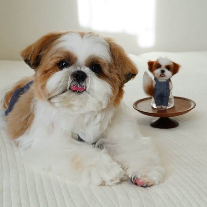 水嶋はちのインスタグラム：「Hachi and Little Hachi 🐶&🐶 * * 日向ぼっこをしているボクと、こはちです。 穏やかな1日ですが、お互いに、節分の鬼役を譲り合っています。。 * * #はち #HACHI #シーズー大好き部 #節分」