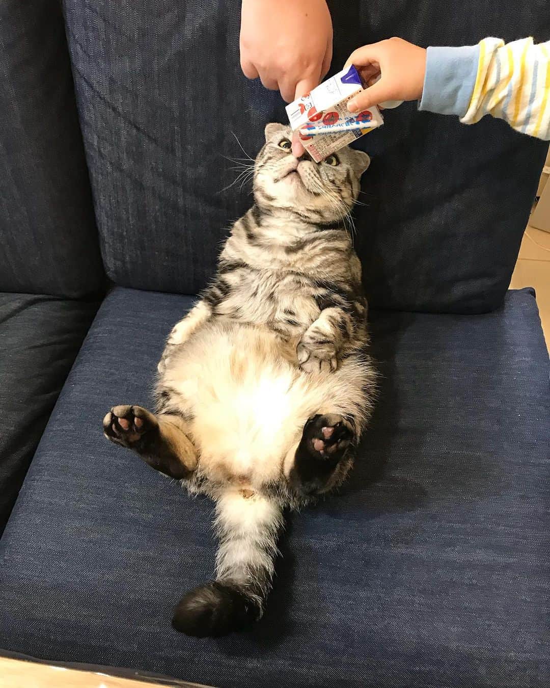 Shishi-maruのインスタグラム：「‪🐱‬Good night;) 🐱また明日 ーーーーーーーーーーーーー 🌺「渋ネコ ししまるさん」ねこのきもちWEB MAGAZINE にて毎週金曜日エッセイの連載中 ーーーーーーーーーーー 📕「ぷっちねこ。」「3匹のちいさな猫を召喚できたなら」「ちいさな猫を召喚できたなら」徳間書店より単行本発売中 ーーーーーーーーーーー ⭐︎ねこ漫画→@tacos_cat 🌺Twitter →@taco_emonemon ーーーーーーーーーーー」