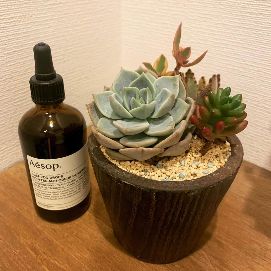 川嵜美佳さんのインスタグラム写真 - (川嵜美佳Instagram)「#echeveria #sedum  #monilaria #rubrotinctum  maybe…😂 #loveit #heel #love #life #succulent #plant」2月3日 23時49分 - mika_kawasaki