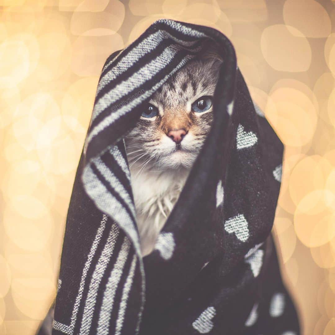 Holly Sissonのインスタグラム：「And so begins the month of ❤️ ☺️🐱 #Toronto #Siberiancat #bokeh (See more of Alice, Finnegan, and Oliver, on @pitterpatterfurryfeet) ~ Canon 1D X MkII + 85 f1.2L II @ f1.2  See my bio for full camera equipment information plus info on how I process my images. 😊 ~  @bestmeow #bestmeow」