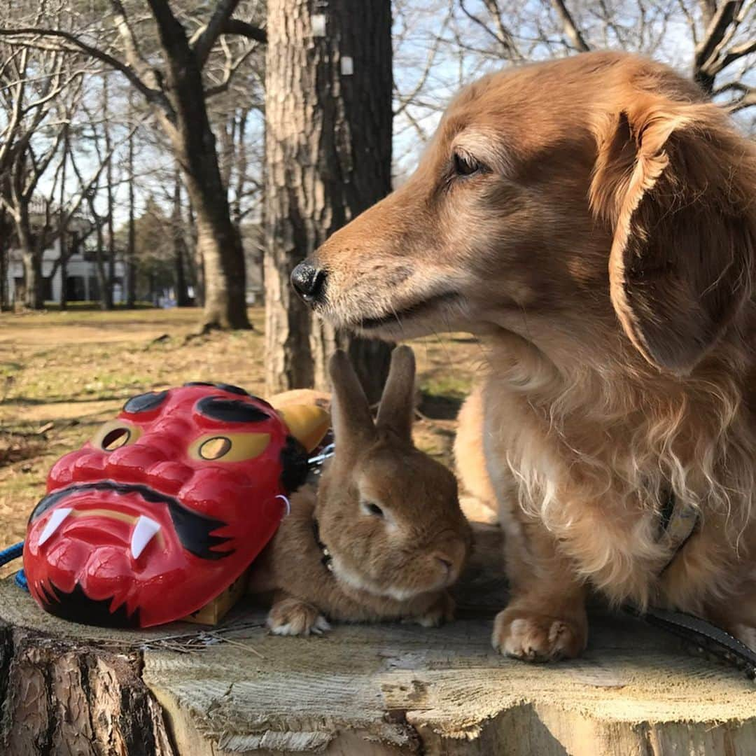 Chieko Shibutaさんのインスタグラム写真 - (Chieko ShibutaInstagram)「たろー🐶&うじゃこ🐰地方☀️ さんぽ🌱 赤鬼さん👹と切株お立ち台で 待ってますよ〜🐶🐰 👹は外〜！ おやつタイムは　年の数だけ 🐶🍗ボーロと🐰🍎ボーロ 美味しかった😋❤️ シュ⤴︎ 🐶🐰誘ってくれて　ありがとう❤️ 💕✨🐶🍀🐰✨💕 💕 #わんこの散歩 #dachshund #dachshunds #dachshundlove #dog #dogs #doglove #instadog #instagram #instagood #pet #pets #petsagram #cute #cutepe #cutepet #cutedog #cuteanimals #likes #smile #rabbit #ラビット #ミニュチュア #ミニュチュアダックス  #ミニュチュアダックスフント #うさぎ部 #うさぎ #ダックス #ダックスフンドロングヘアー#犬とうさぎ」2月3日 15時34分 - chieko.81